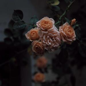 Z0Z0女人与牛20Z0
